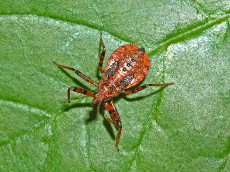 Ninfa di Sphedanolestes cingulatus